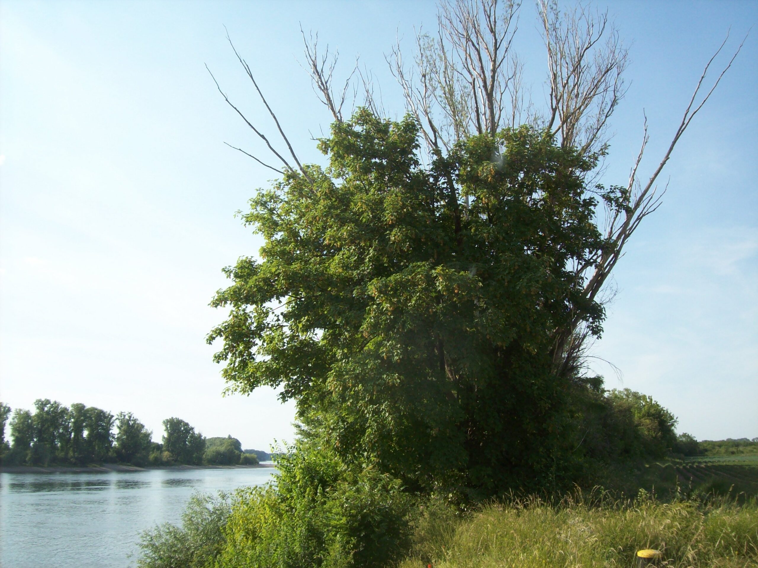 Kranker Baum am Rheinufer